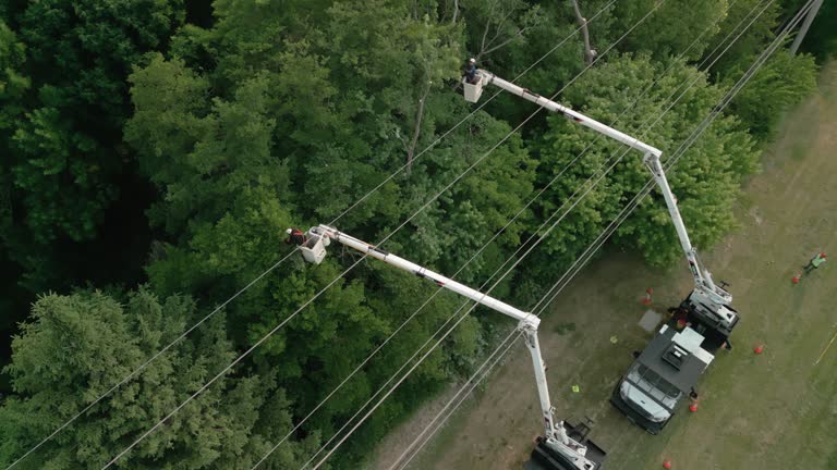 Best Tree Trimming and Pruning  in Forney, TX